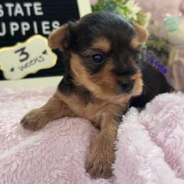 Darla - Blue and gold female Yorkshire Terrier puppy in Charleston, West Virginia from Mountain State Puppies