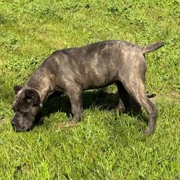Yellow callor - Gray brindle female Cane Corso puppy in Morgan Hill, California from Corso Empire