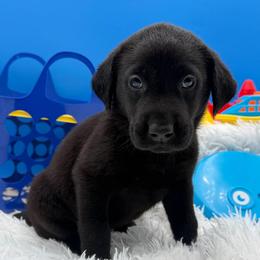 Gray - Black male Labrador Retriever puppy in Heath Springs, South Carolina from Rich Hill Retrievers