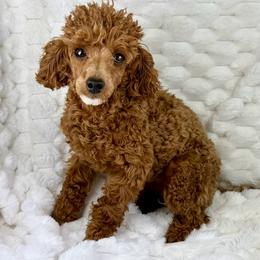 Ruby - Poodle
