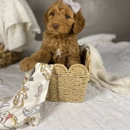 Goldendoodle Puppies from Joe and Dogs