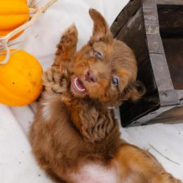 Sofie's White Girl - Red phantom female Aussiedoodle puppy in Burkesville, Kentucky from Bline’s Awesome Aussies, Aussiedoodles & Doxies at the Bline Family Farm
