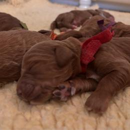 Red - Red  male Goldendoodle puppy in Guntersville, Alabama from Carefree Goldendoodles