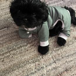 Remy - Black and white male Shih Tzu puppy in Hillsborough, North Carolina from A Handful of Love Breeders.LLC