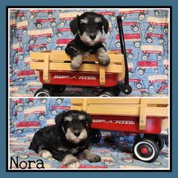 Nora - Black and silver female Miniature Schnauzer puppy in Lebanon, Missouri from Cedar Glades Canines