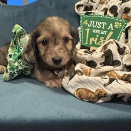Pluto - Cream male Dachshund puppy in Hudson, Michigan from Mittentail Kennel Miniature Dachshunds & Australian Shepherds