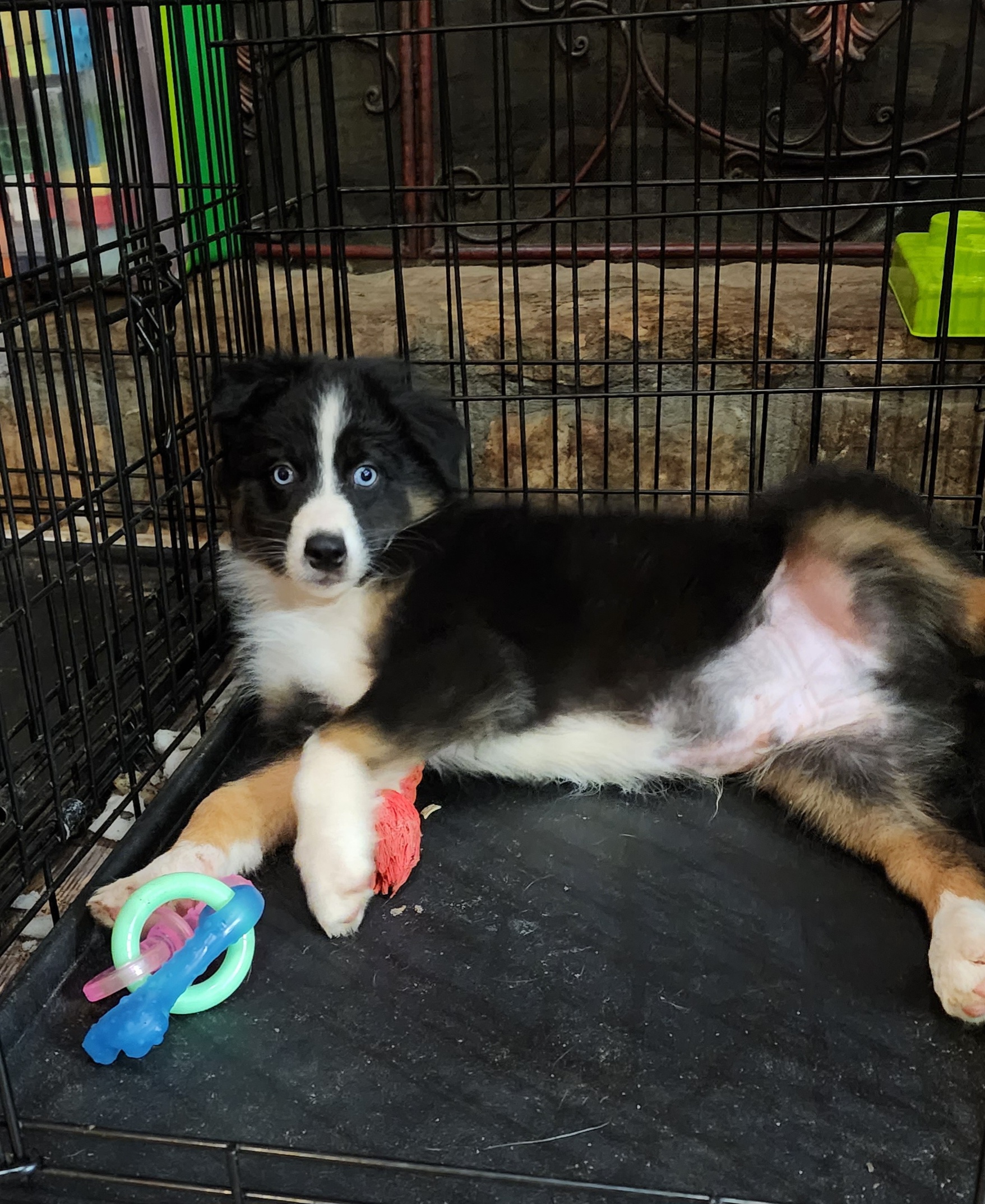 Australian Shepherds from Tatum's Aussie Possie
