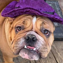 Bulldogs from Hulkbuster’s Bullies