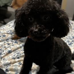Ziggy - Poodle
