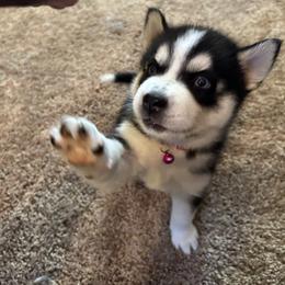 Siberian Husky Puppies from Dave’s Husky’s