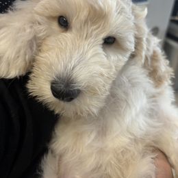 Bernedoodle, Goldendoodle, and Poodle Puppies from Poodle and Doodle Haven