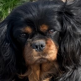 Biewer Terriers, Cavalier King Charles Spaniels, Cavatzus, and Shih Tzus from Rocky Oak Cavaliers & Biewer Terriers LLC