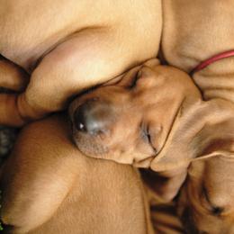 Rhodesian Ridgeback Puppies from Allegro Rhodesian Ridgebacks