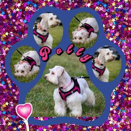 Polly - Miniature Schnauzer
