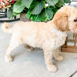Labradoodle Puppies from M4 Doodles