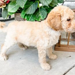 Labradoodle Puppies from M4 Doodles