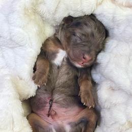 Tricolor merle male (no collar) - Blue merle male Bernedoodle puppy in Crete, Illinois from Plum Valley Pups