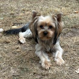 Mona Lisa - Blue and gold female Yorkshire Terrier puppy in Portland, Oregon from Bohemian Beauty Yorkshire Terrier