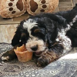 Bernedoodle and Double Doodle Puppies from Cloud Nine Doodles