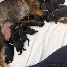 German Shepherd Puppies from Di Massimo Canile