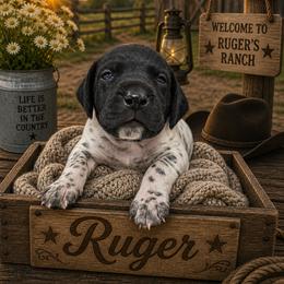 German Shorthaired Pointer Puppies from Lisa’s GSP’s