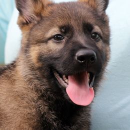 German Shepherd Puppies from Vom Anfang German Shepherds
