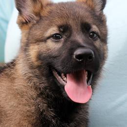 German Shepherd Puppies from Vom Anfang German Shepherds