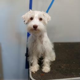 Miniature Schnauzer, Poodle, Schnoodle, and Whoodle Puppies from Kaleidoscope Kennels
