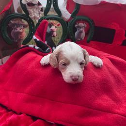 Valentine - Blenheim male Cavapoo puppy in Austin, Texas from Doodles of Central Texas