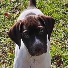 Boy 1 - Liver and white German Shorthaired Pointer puppy in Henderson, Texas from C4 Gun Dogs