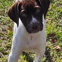 Boy 1 - Liver and white German Shorthaired Pointer puppy in Henderson, Texas from C4 Gun Dogs