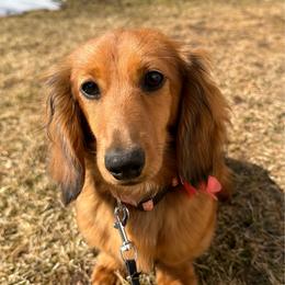 Dachshund puppies from Hidden Haven Dachshunds