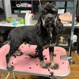 Baloo - Black and tan male Cocker Spaniel puppy in Cleveland, Ohio from Buckeye Country Kennel