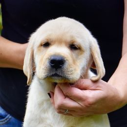 English Springer Spaniel and Labrador Retriever Puppies from Brae Kennels
