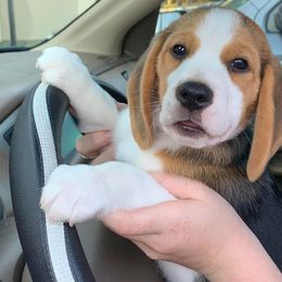 Beagle Puppies from Sunkissed Beagles