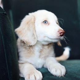 Jasper - Cream male Aussiedoodle puppy in Millville, California from Hope Lane Kennels