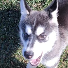 Siberian Huskies from Home Grown