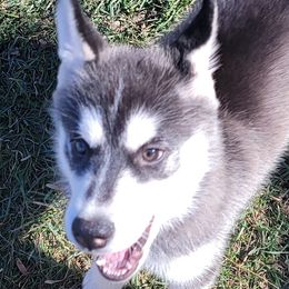 Siberian Huskies from Home Grown