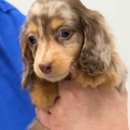 Chocolate and tan dapple male - Chocolate and tan male Dachshund puppy in Medina, Ohio from STORIED DOXIES