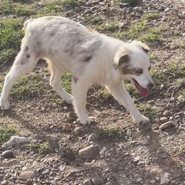 RMF 2 - Red merle Toy Australian Shepherd puppy in Clarendon, Texas from Seminole Ranches - Toy/Mini Aussies