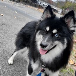 Eclipse - Pomsky