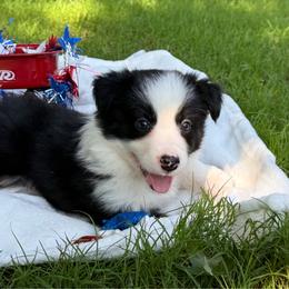 Tri girl 1300 - Black and white female Border Collie puppy in Nashville, Arkansas from Whisenhunt Farms