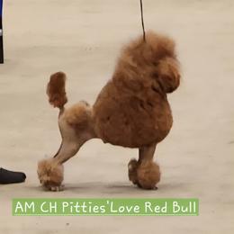 Red Bull - Poodle