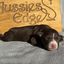 Eve - Red tri-color female Australian Shepherd puppy in Litchfield, New Hampshire from Aussies Edge Farm