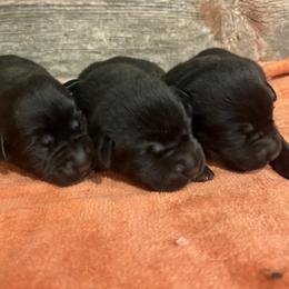 3rd Pick of Black Male Pups - Black male Labrador Retriever puppy in Freeport, Illinois from Rock Hollow Retrievers