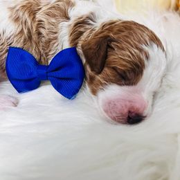 October. AKC. Clear - Parti male Poodle puppy in Nixa, Missouri from Family Poodles