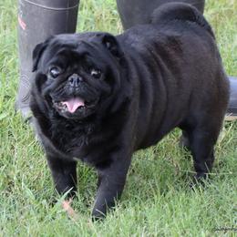 Martin - Pug