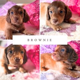 Brownie - Chocolate and tan male Dachshund puppy in Saint Paul, Minnesota from Vibrant Eyes Doxies