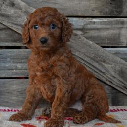 Female 3 - Purple Collar - Red female Irish Doodle puppy in Macedon, New York from Toodles Goldendoodles