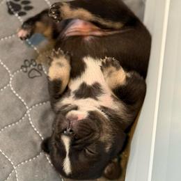 Cocoa Bean - Tricolors female French Bulldog puppy in Grafton, Ohio from K&J Frenchies